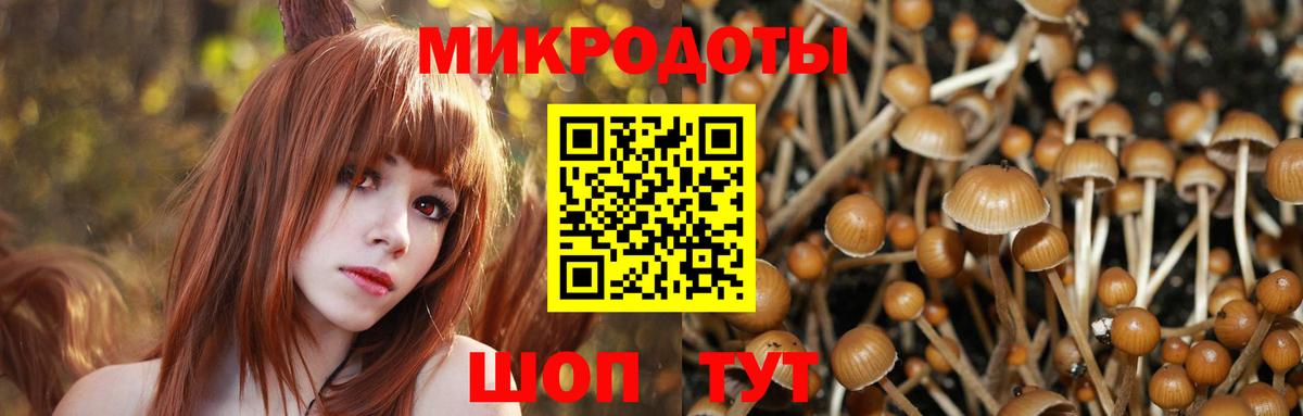 Галлюциногенные грибы Psilocybine cubensis Новошахтинск